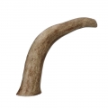 Bild 2 von Viking Antler Hard Rothirschgeweih  / (Variante) L