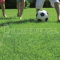 Kiepenkerl RSM 2.3 Gebrauchsrasen Spielrasen mit Poa supina 10 kg